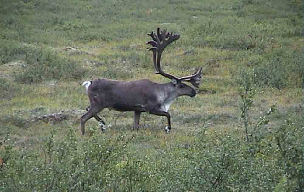 Cariboo - Alaska - EEUU 2.jpg